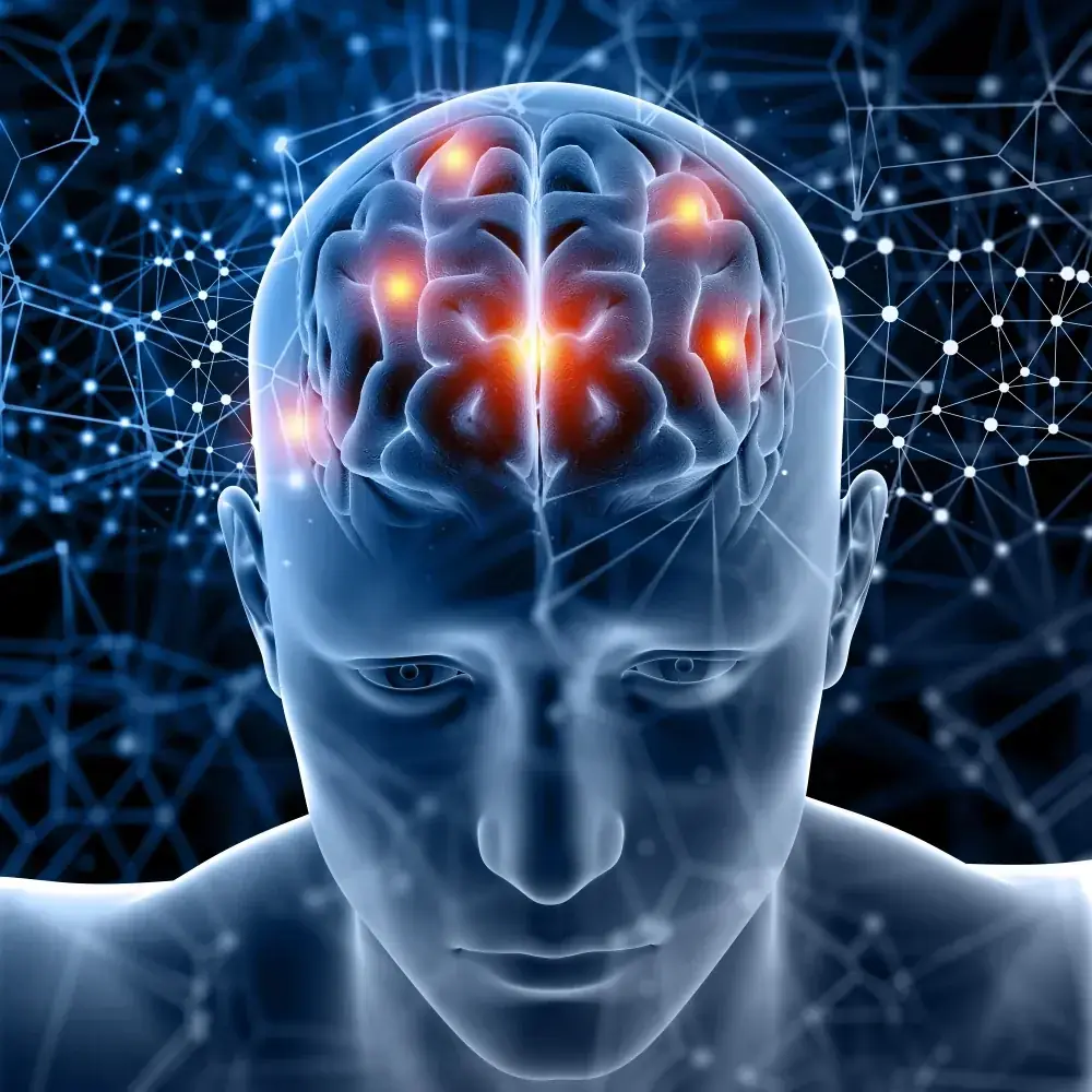 Illustration of the brain systems the Memocept nootropic ingredients are studied for